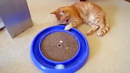 Download Video: El Mejor Juguete Para Gatos ★ humor gatos - video divertido gatos chistosos risa gato