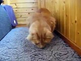 Gato Desafiando A Una Hormiga! ★ Gato divertido gato chistoso gato tierno loco risa humor