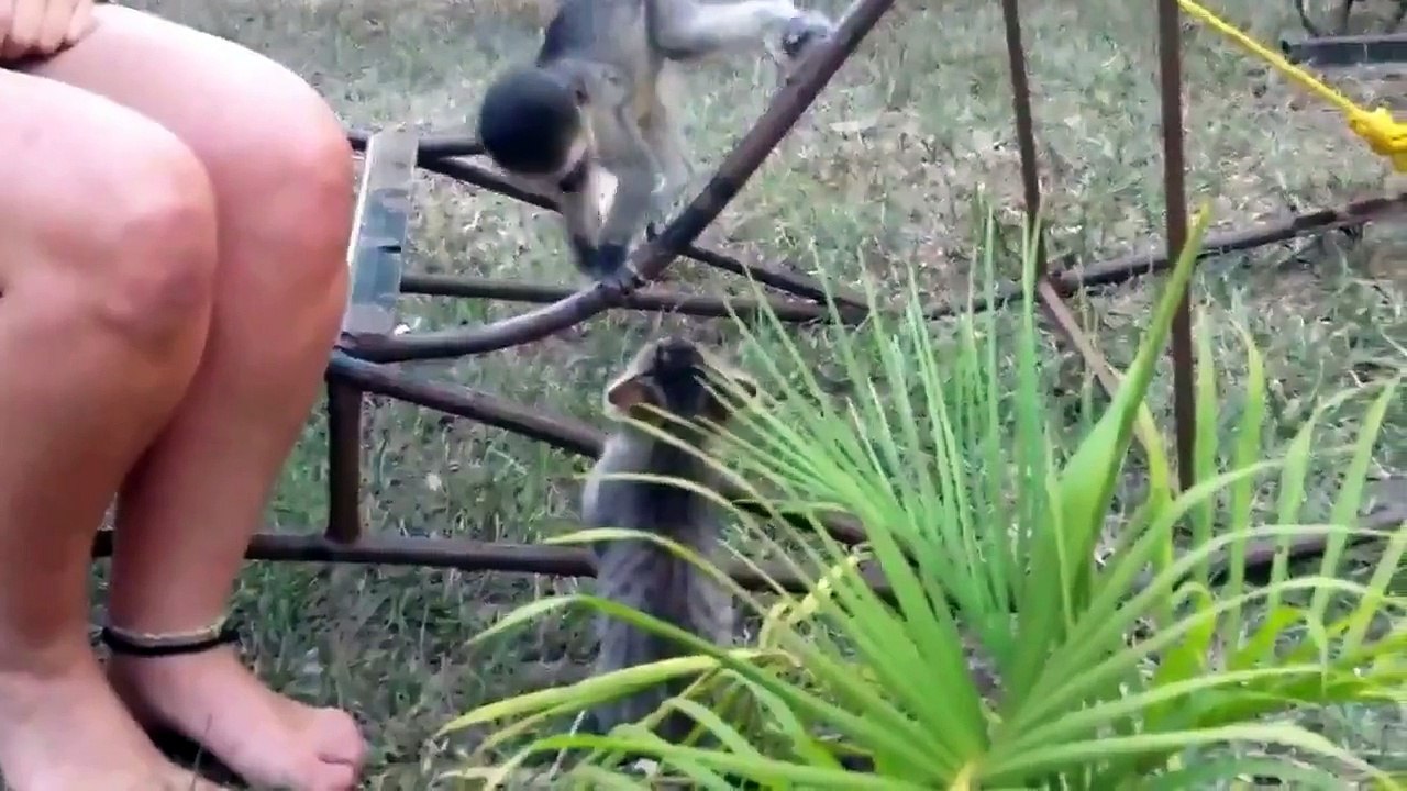 Gato Juega Con El Mono! ★ Gato divertido gato chistoso gato tierno loco risa humor