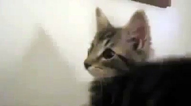 Gato Habla Como Cabra! ★ Gato divertido gato chistoso gato tierno loco risa humor
