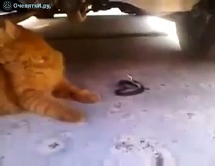 Gato Ignora El Ataque De La Serpiente! ★ Gato divertido gato chistoso gato tierno loco risa humor