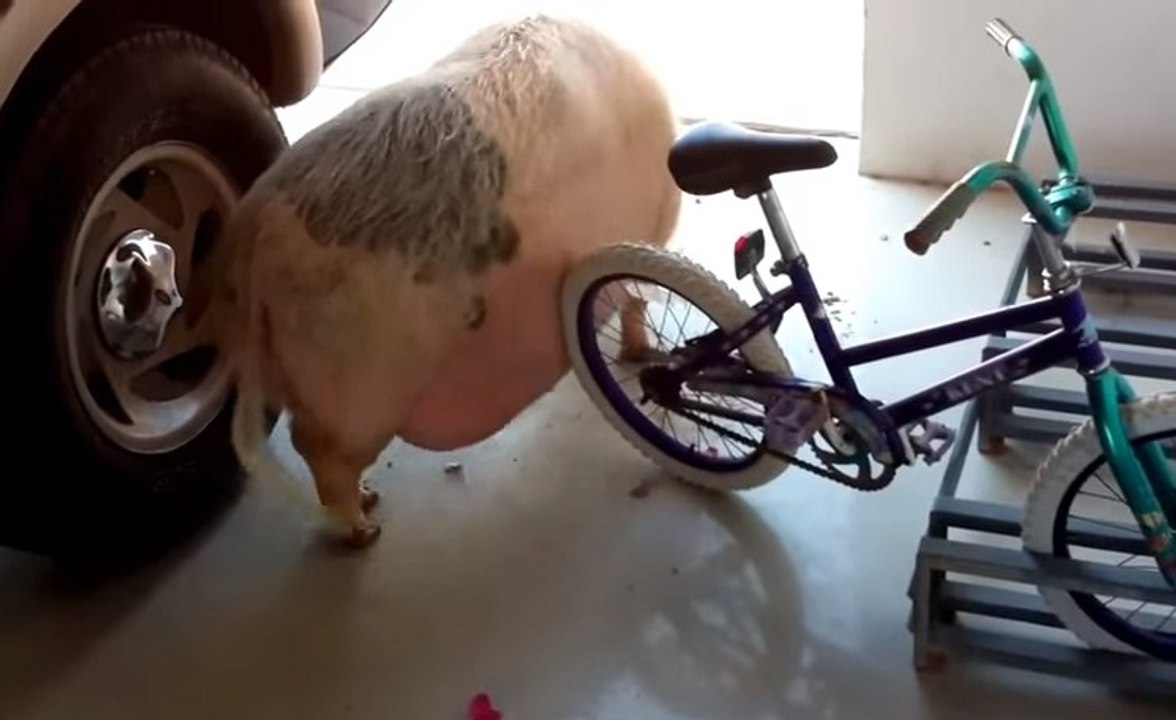 Fun with pigs