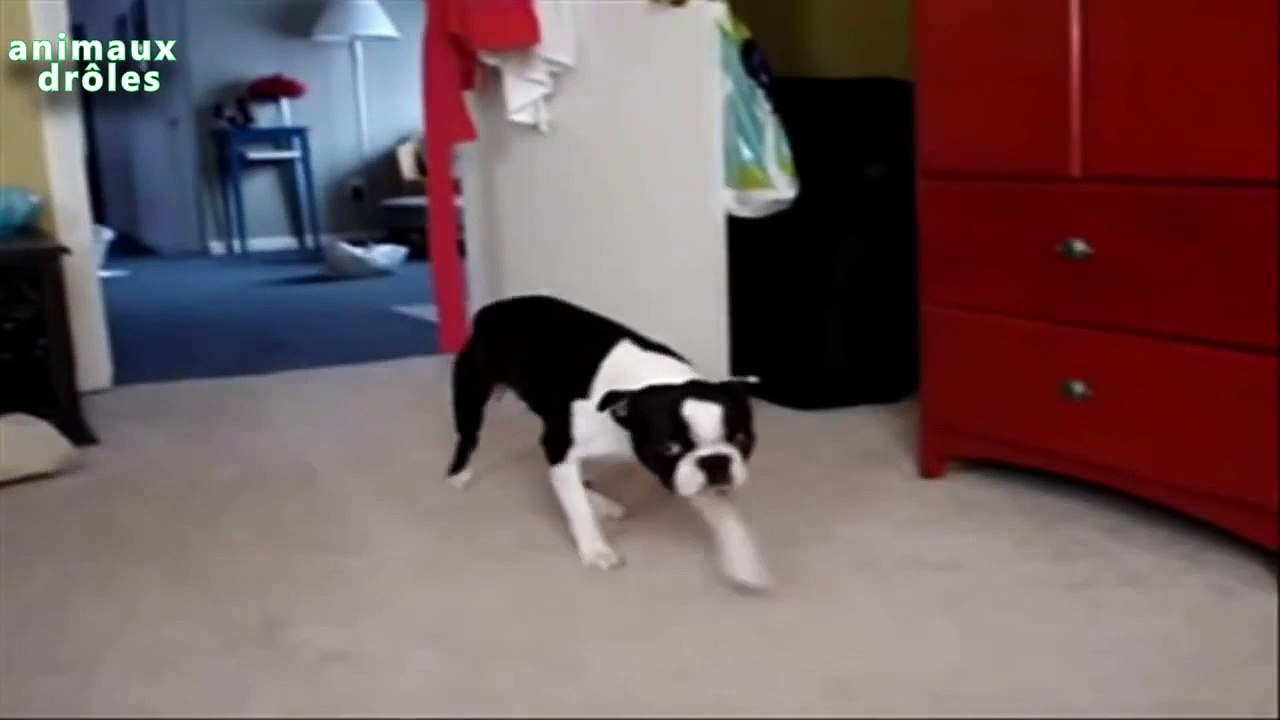 Drôle coupable Chiens Compilation Part 1 [HD]