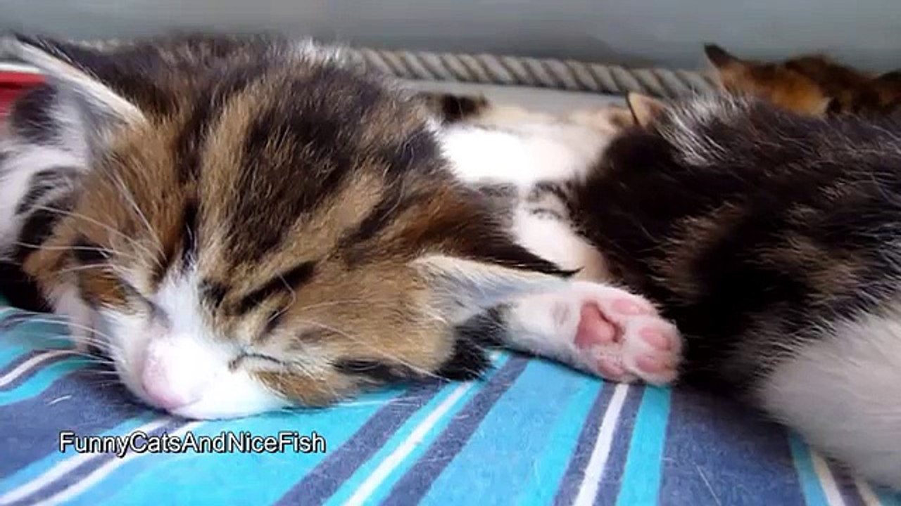 Funny Cats Compilation 2015