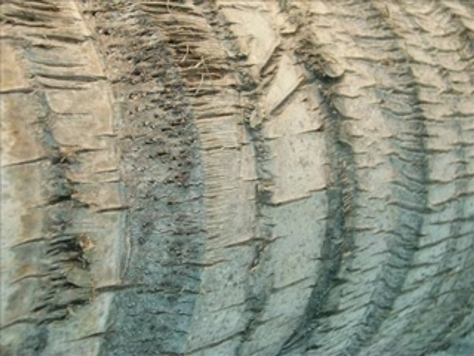 cap vert (cabo verde)