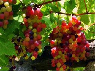 Angoor Murrah Nili Ravi Hazro  UK  call  Dr.Ashraf Sahibzada