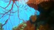 Wild Animal Documentary Treasures of the Great Barrier Reef Nature Documentary