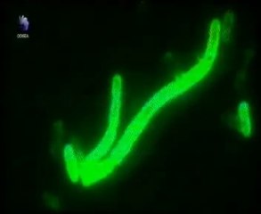 Historia de las epidemias