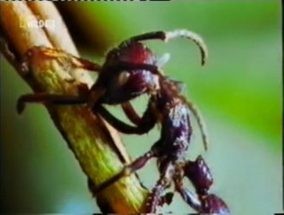 Hormigas zombies: Hongo ophiocordyceps