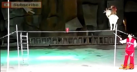 Невероятный трюк с козой