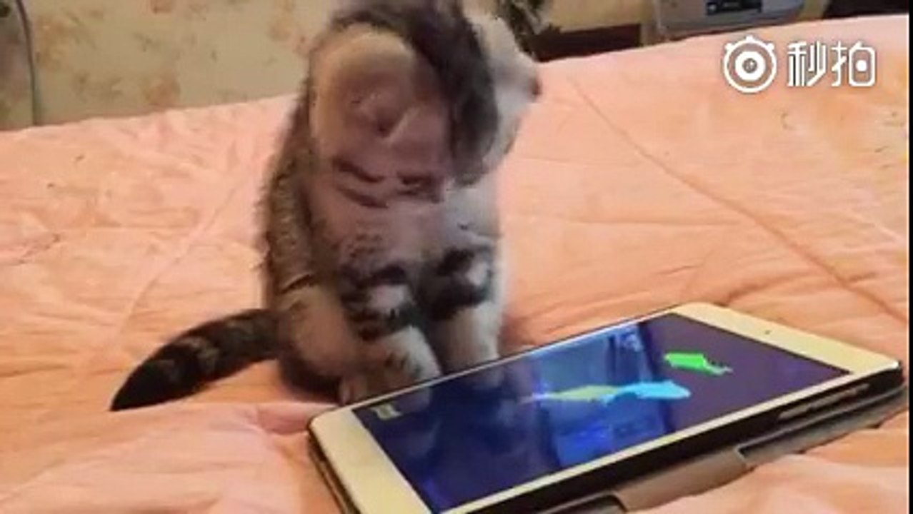 Kitty Trying to Catch Fish From Video