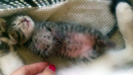 Котенок спит