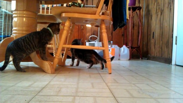 Коты и попугай