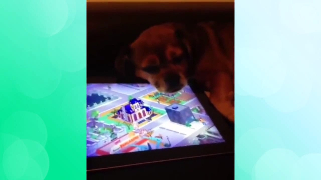 Funniest Dog Vines Compilation - Best Videos of Week 2015