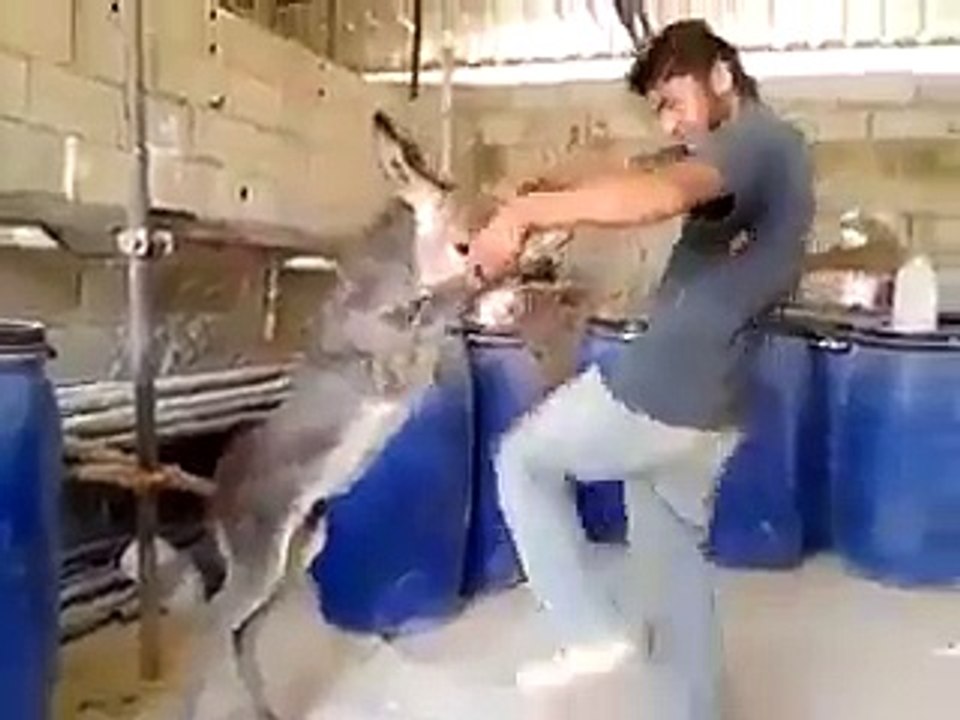 Funny video ( donkey dances with a men )