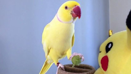 Sorry Cant Talk, Im Busy