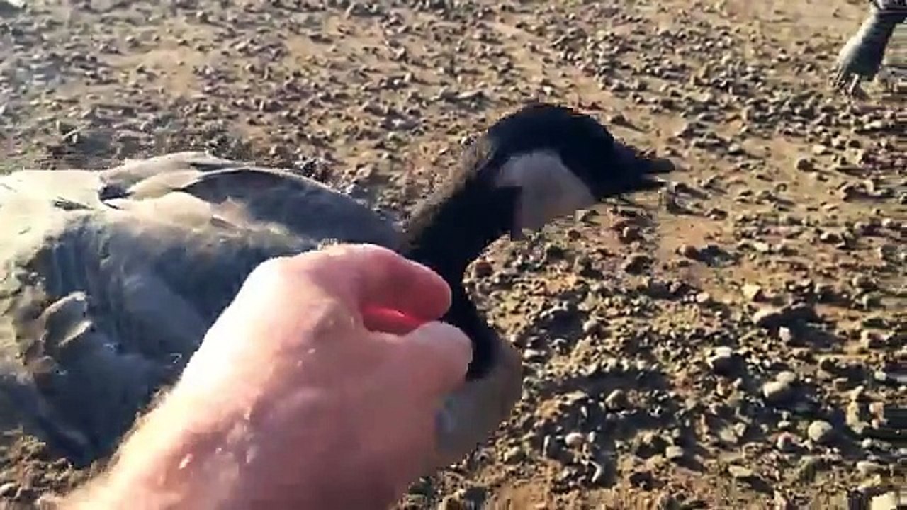 Lead a Goose to Water