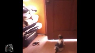 Best funny cats compilation (most popular) Part 1