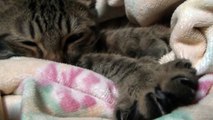 もみもみマッサージをする猫（面白い＆可愛い子猫）Massaged cat