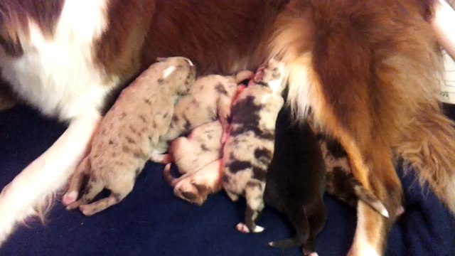 A table ! Les chiots de Holà et Zap ont 4 jours