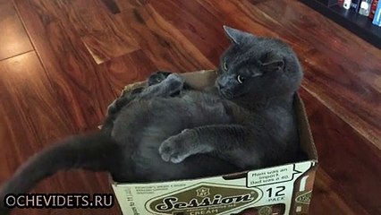 Коробку люблю, хвост ненавижу