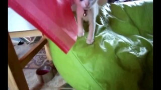 Funny cat crashes and fails compilation (most popular) part 3