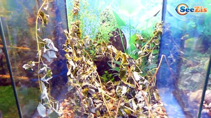 ✔ Кукла Беби Борн и Маша. Прогулка на выставку Бабочек - Baby Born Doll and Masha