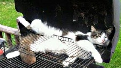 Funny Cats Sleeping in Strange Positions and Places Compilation 2015 - FunnyTV