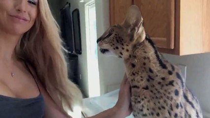 Хищная киса и ее очень красивая хозяйка . Вот это сочетание!