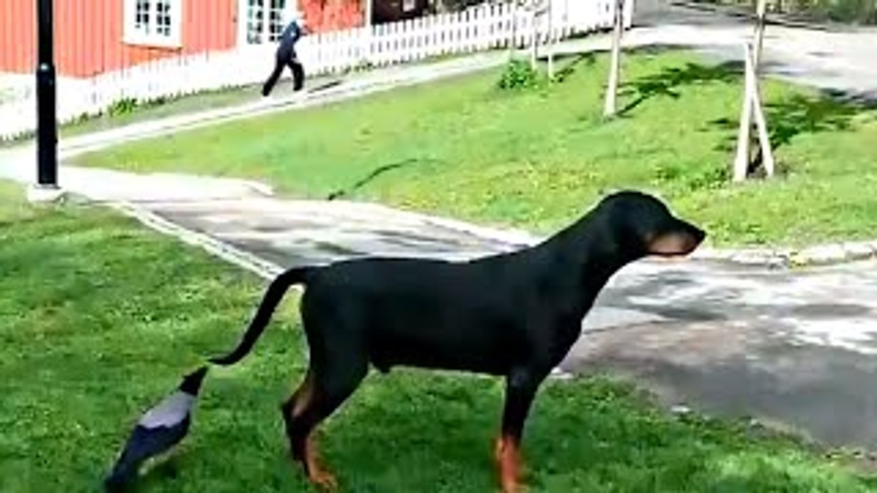 Funny Animals Cartoons Compilation Just for Kids | Babies and Toddlers!!!