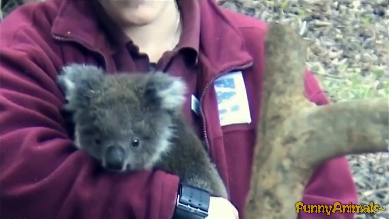 Funny and Cute Animals - Funny animal compilation 2015 | NEW