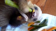Funny Sloth - Cute and Adorable Baby Sloth | Best Video 2015