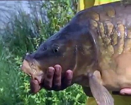 Record Breaking Fish Pike, Rudd, Tench & Grayling Part-2 Fishing Videos