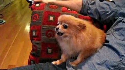 Funny Dogs Scared of Farts - Funny Videos Compilation 2015