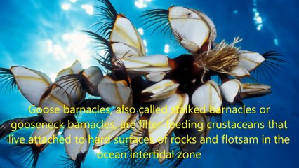 10 SEA CREATURES YOU WON T BELIEVE EXIST 1080p AVAILABLE