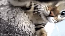 Epic Funny Cats / Cute Cats Compilation - 60 minutes!! [HD][HQ]