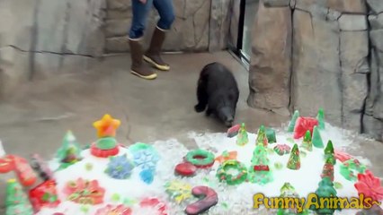 Best Funny Animals Compilation | Epic Funniest Videos 2015 HD