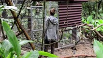 Monos aulladores vuelven a la selva de Río de Janeiro