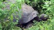 Nueva especie de tortuga gigante en Galápagos