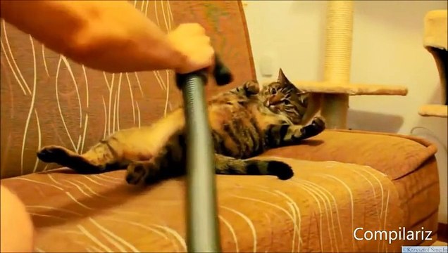 Коты и пылесосы. Дружба или ненависть