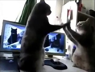 Коты играют в ладушки