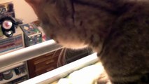 【第79話】子猫、ベッドの上から成猫を確認（面白い＆可愛い子猫）Kitten look down from the bed