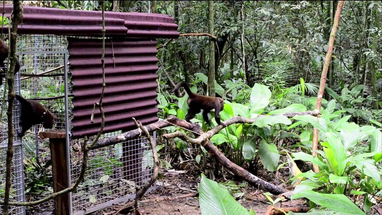 Des singes hurleurs reviennent dans la forêt de Rio