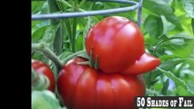 50 Funny & Weird Shaped Plant and Fruits Compilation Funny Picture Compilation