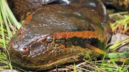 Giant Anaconda vs crocodile ☆ Animals Attack