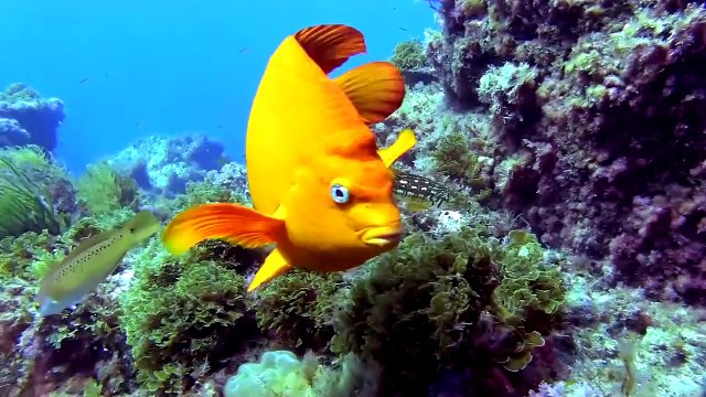 Volunteers Help Monitor Recovery of Catalina Island Reef | Edison International