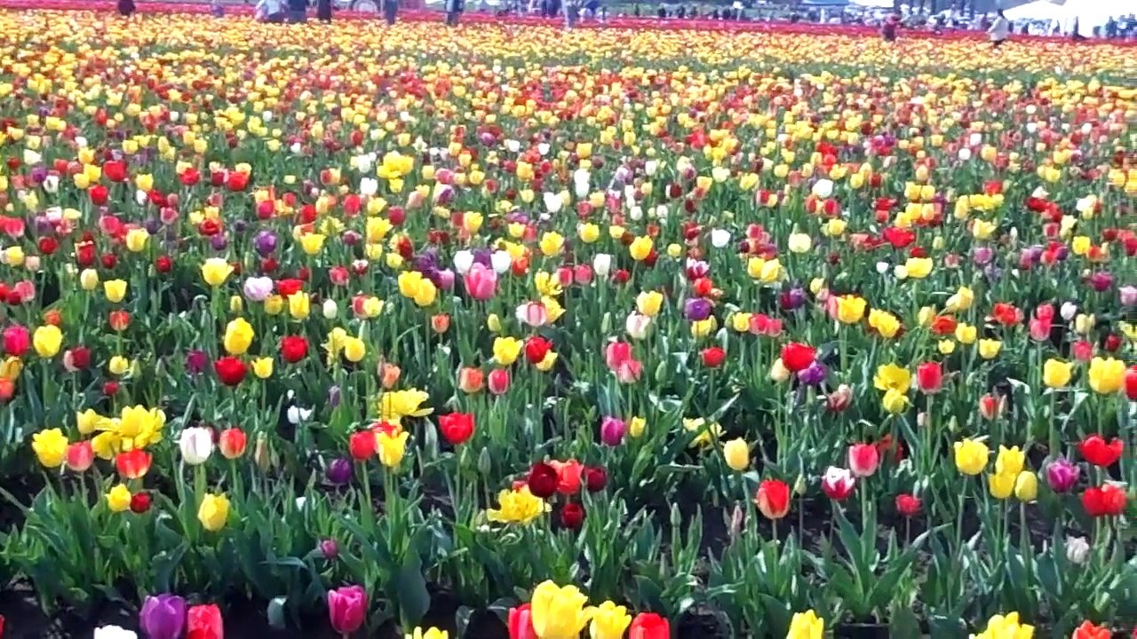 Tulip Festival 2015 in Portland-Oregon