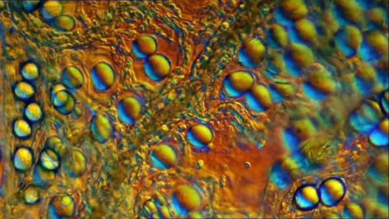 [Parte 1]Viagem ao Interior do Corpo Humano (subPT)