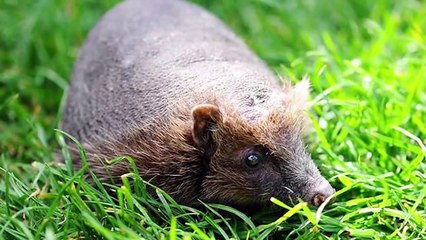 Tanımakta Güçlük Çekeceğiniz 12 Tüysüz Hayvan