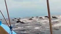 Spectacle grandiose avec un immense banc de dauphins